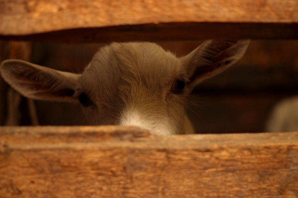 Photograph by Елена Петрова