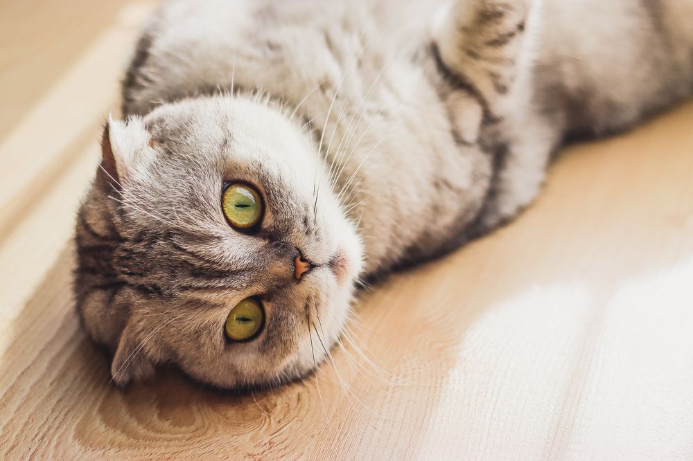 Photograph by Irina Chekanov