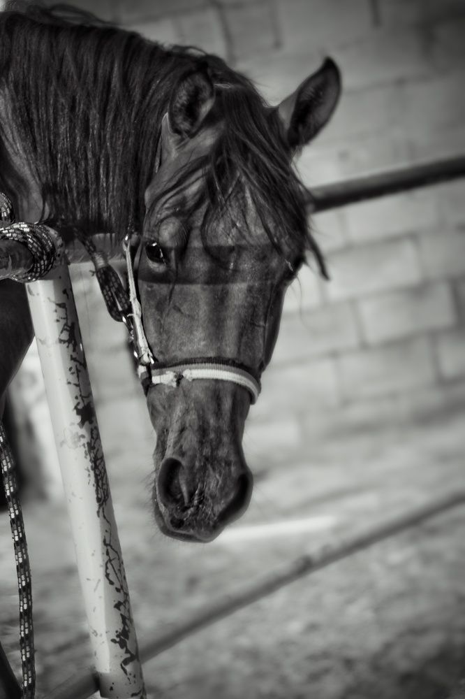 Photograph by Marziyeh Nasiri