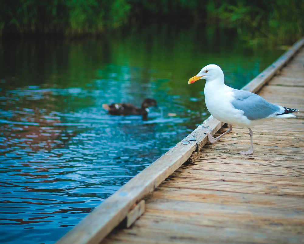 Photograph by Irina Chekanov