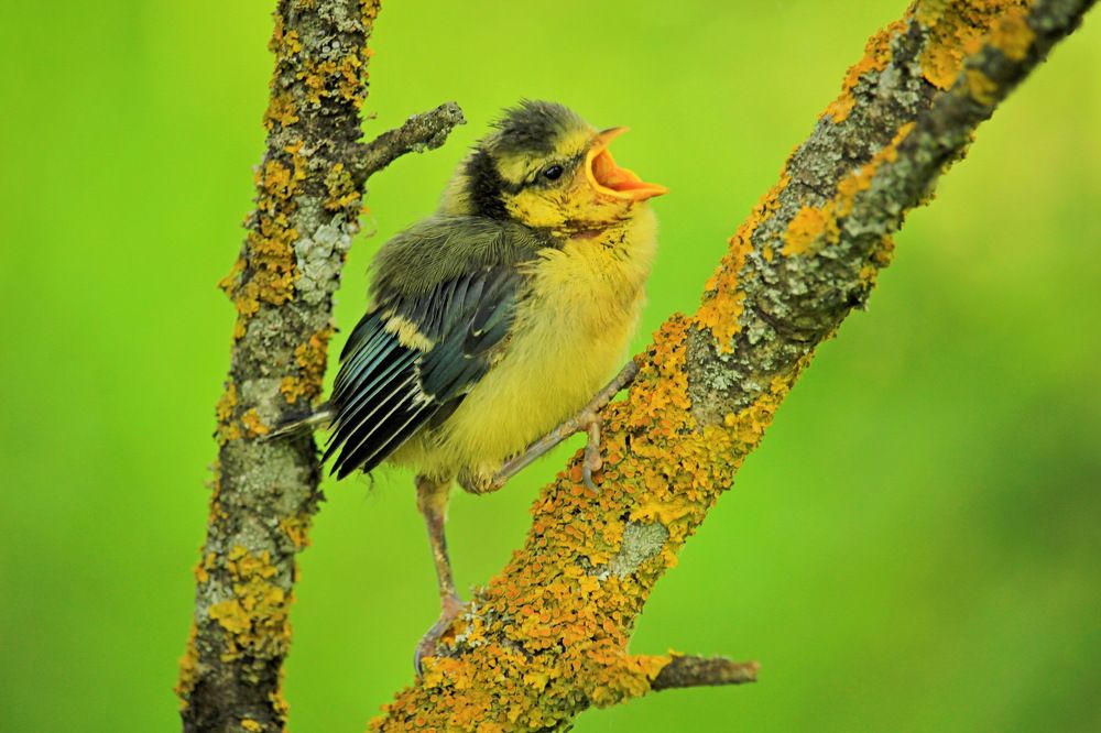 Слеток лазоревки.