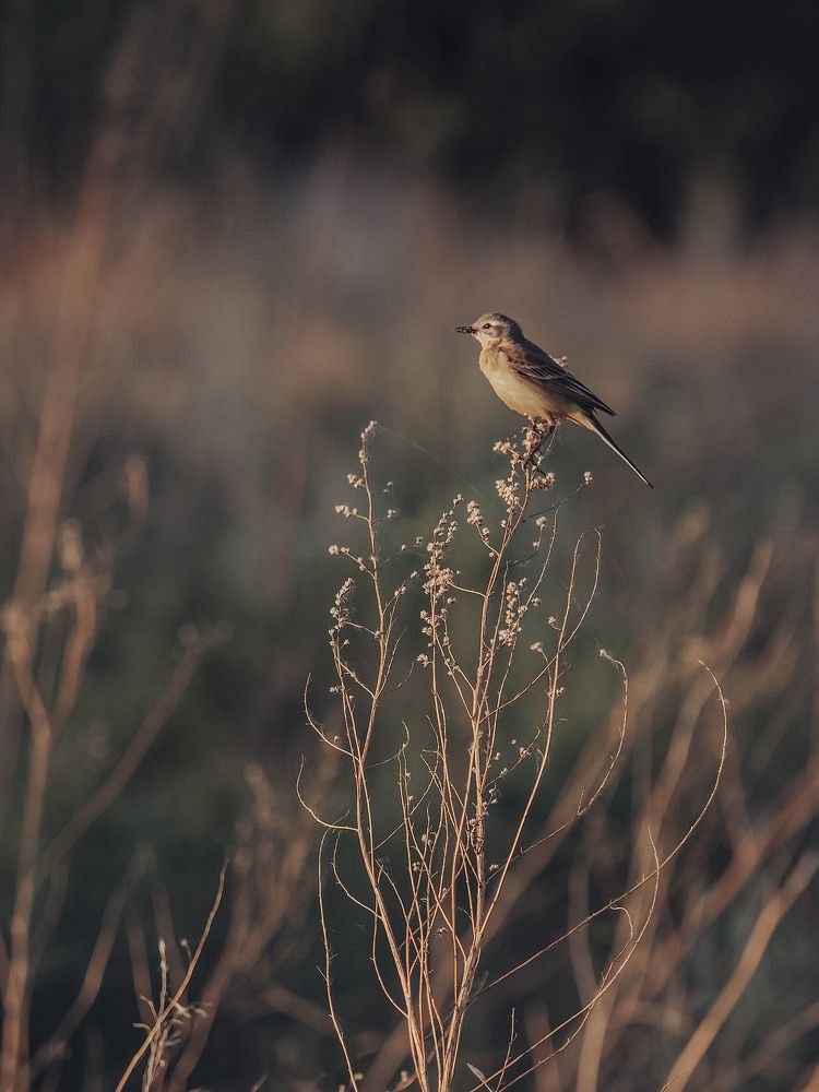 Photograph by Rogozina Olga