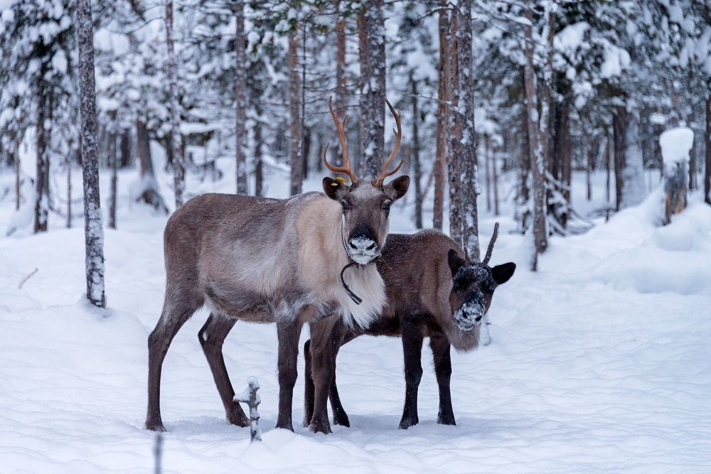 Photograph by Оксана Кузнецова
