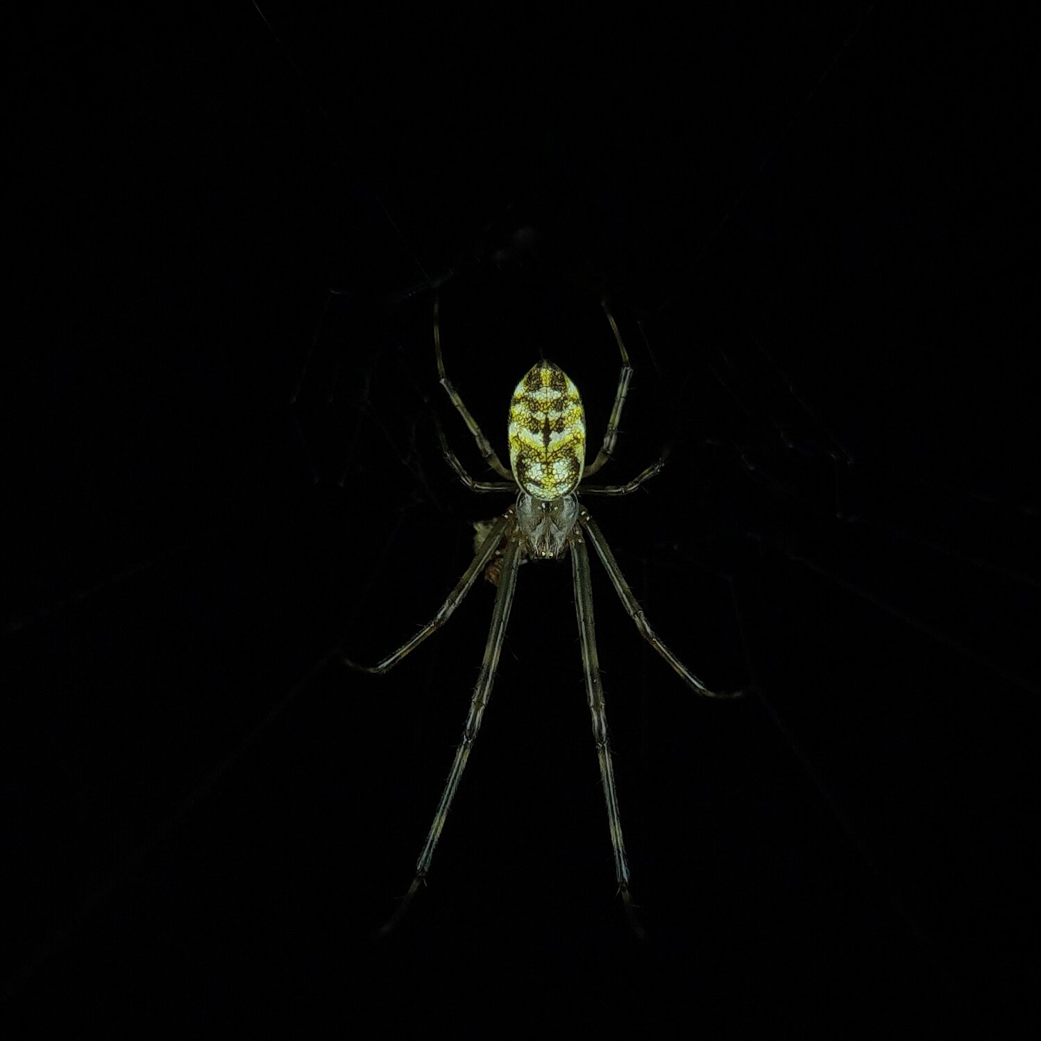 Orchard spider