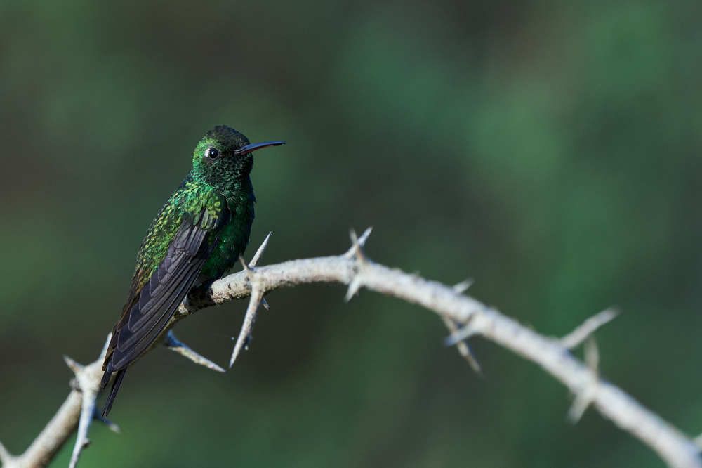 Photograph by Carlos Manuel Peguero Gomez