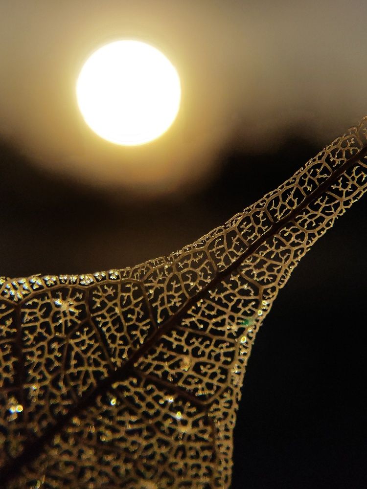 Photograph by Taj Singh Samanta