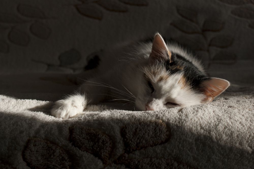 Сон после обеда