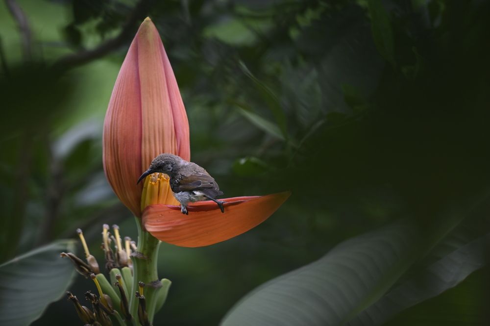 Photograph by Subho deep Bhakta