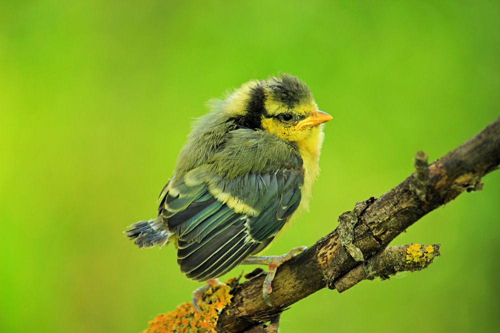 Слеток лазоревки.