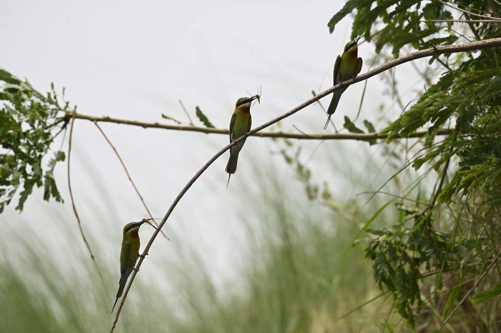 Photograph by Subho deep Bhakta