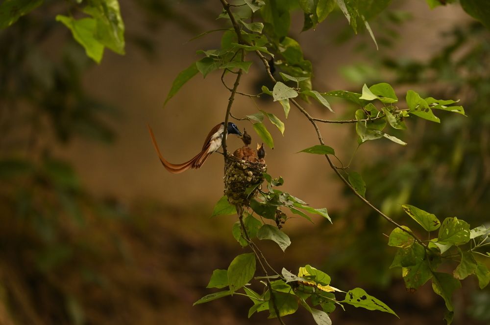 Photograph by Subho deep Bhakta