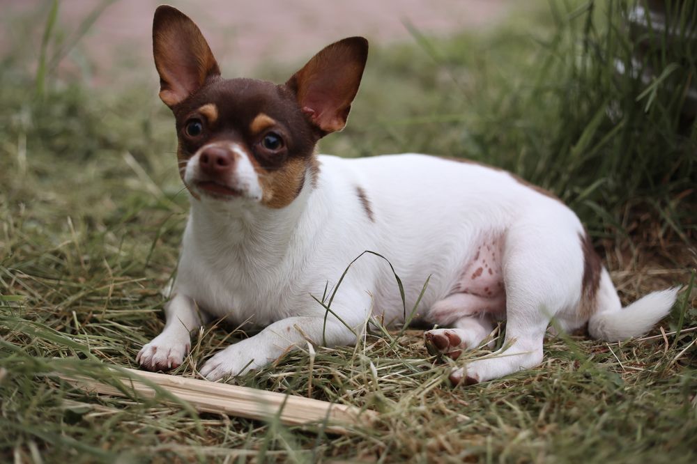 Photograph by Светлана Хижняк