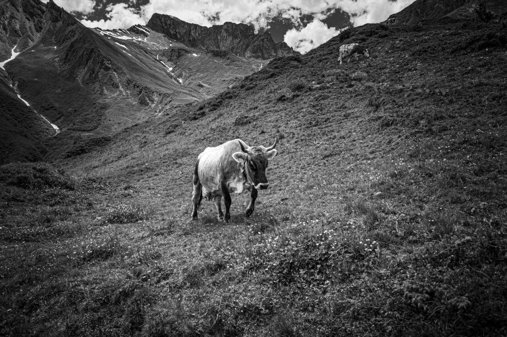 Photograph by Sven Svensøn