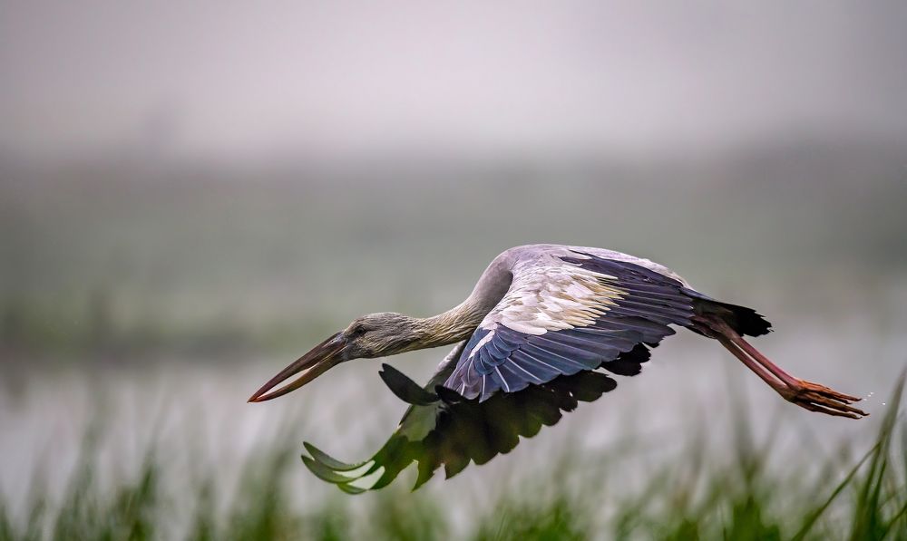 Asian openbill
