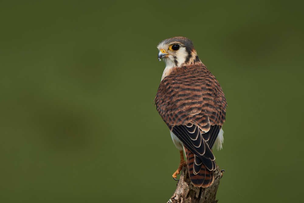 Photograph by Carlos Manuel Peguero Gomez