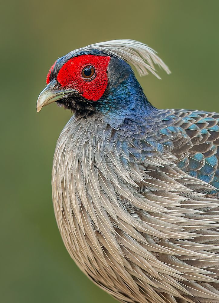 Khalij Pheasant Male