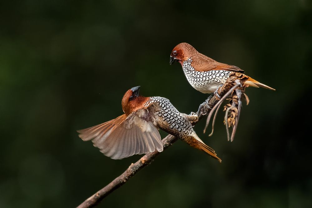 Photograph by Shahul valasy