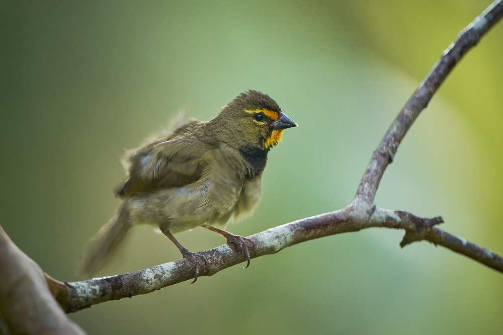 Photograph by Carlos Manuel Peguero Gomez