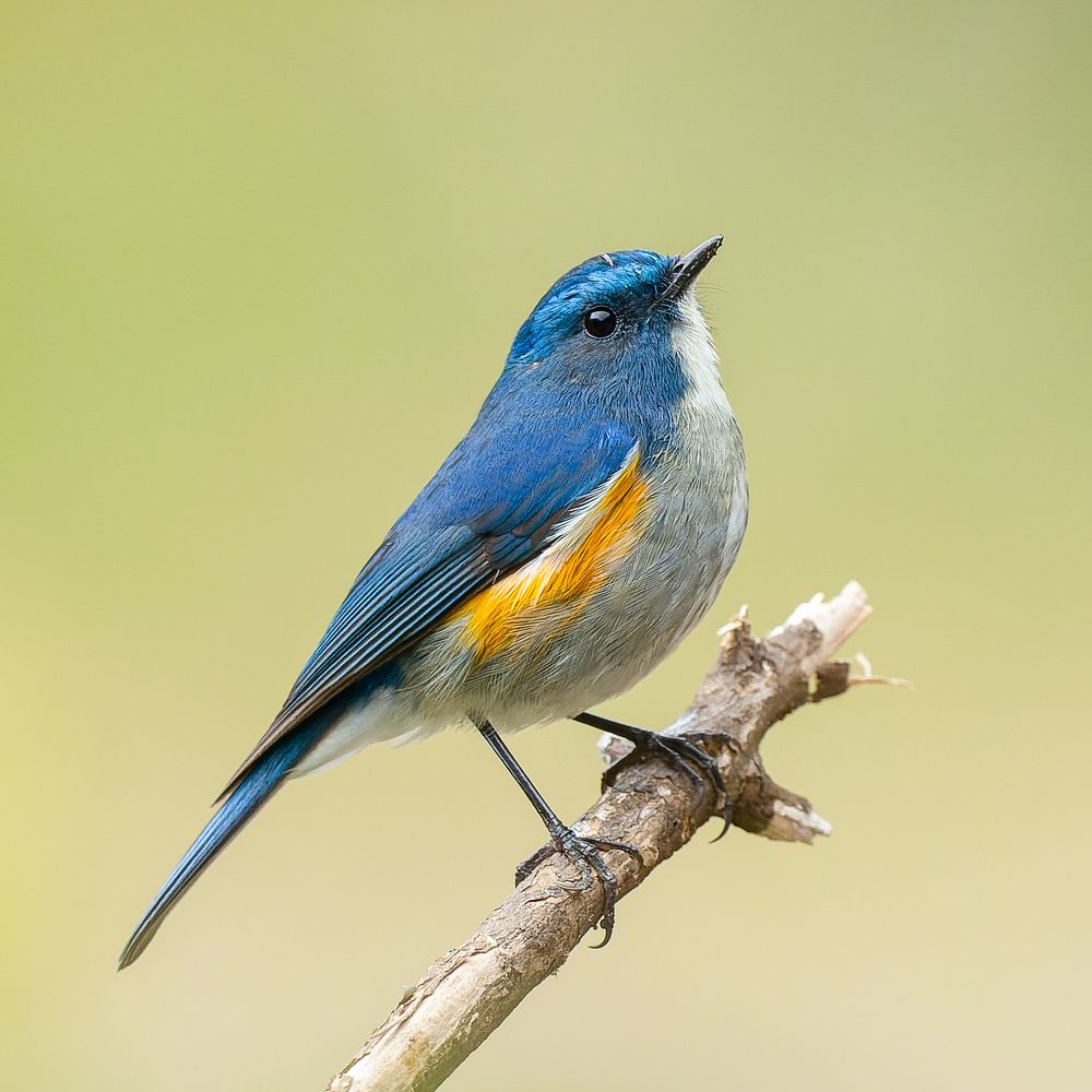 Himalayan Bluetail