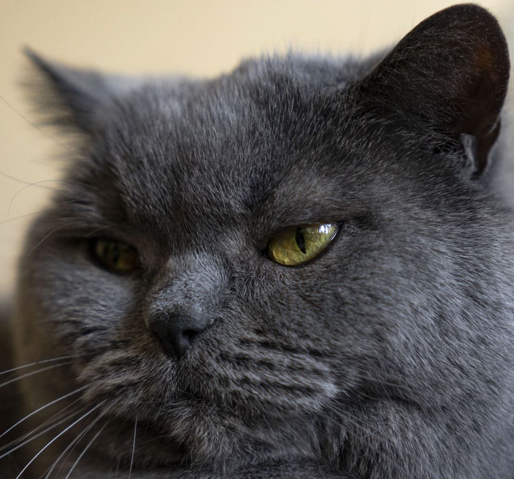 Фотография автора Ирина Зайцева