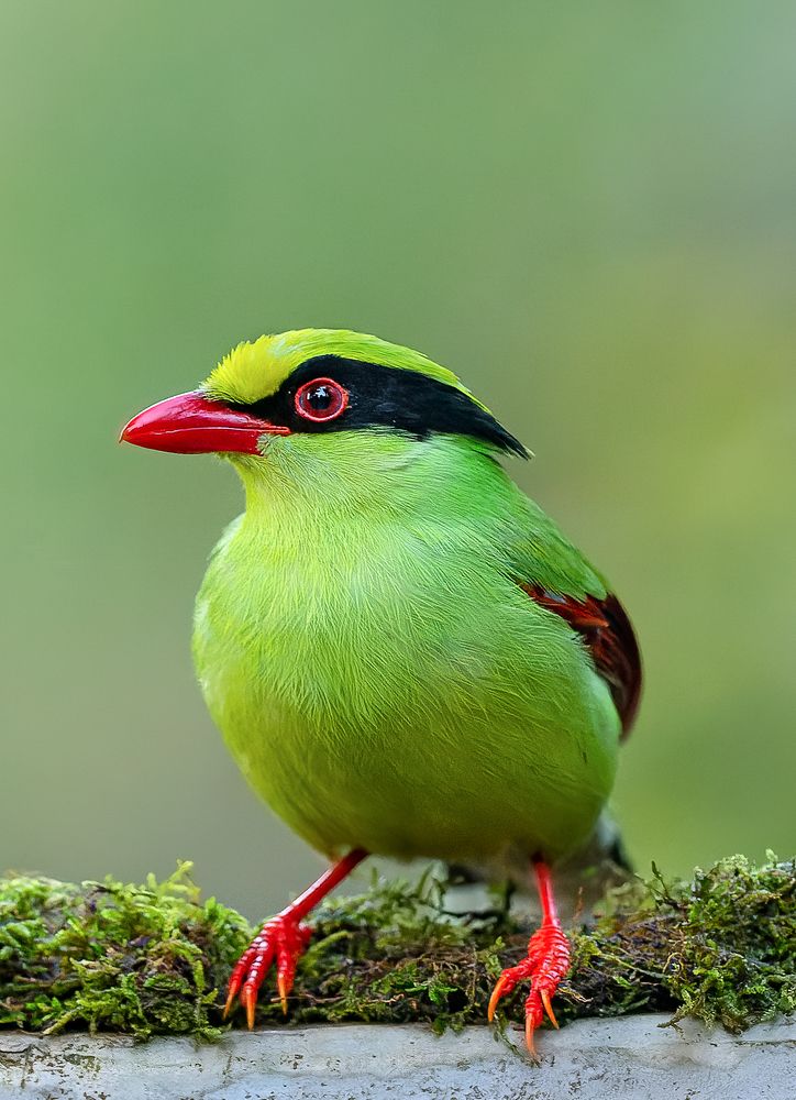 Common Green Magpie