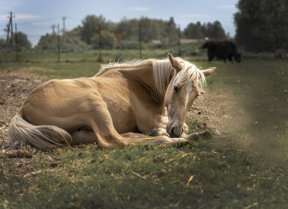 Photograph by svetlana Teteryatnik