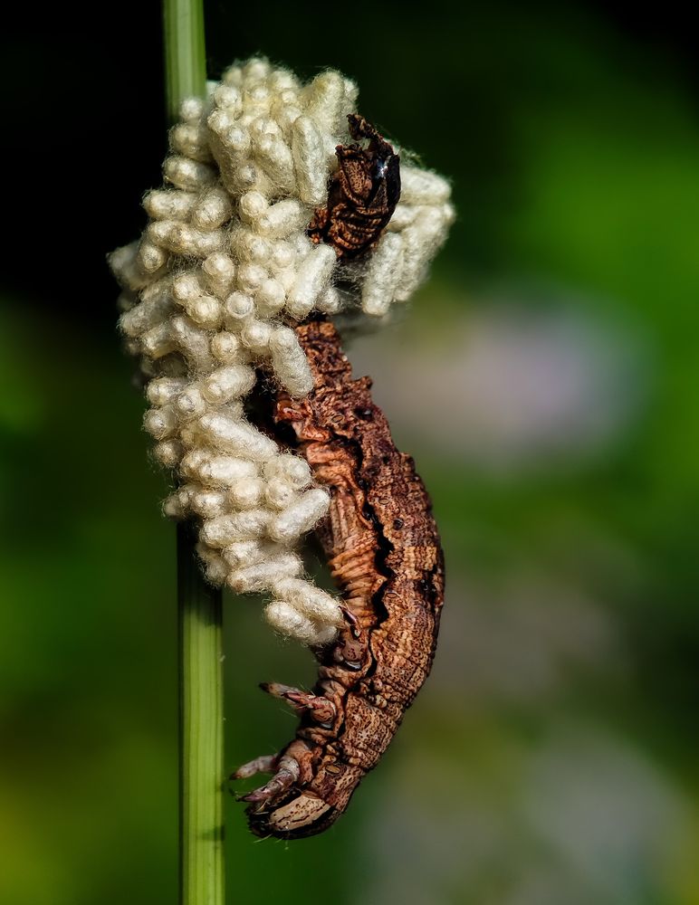 Photograph by Rintu Das