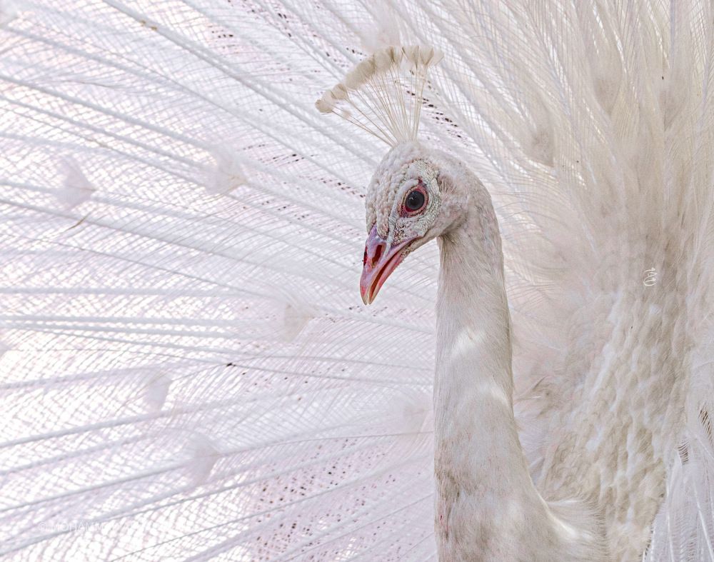 Фотография автора Mohammad Alhadhoud