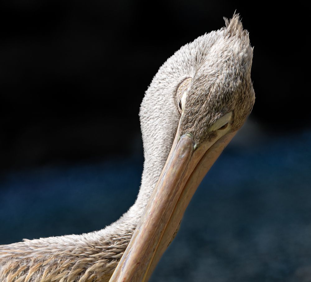 Фотография автора Mohammad Alhadhoud