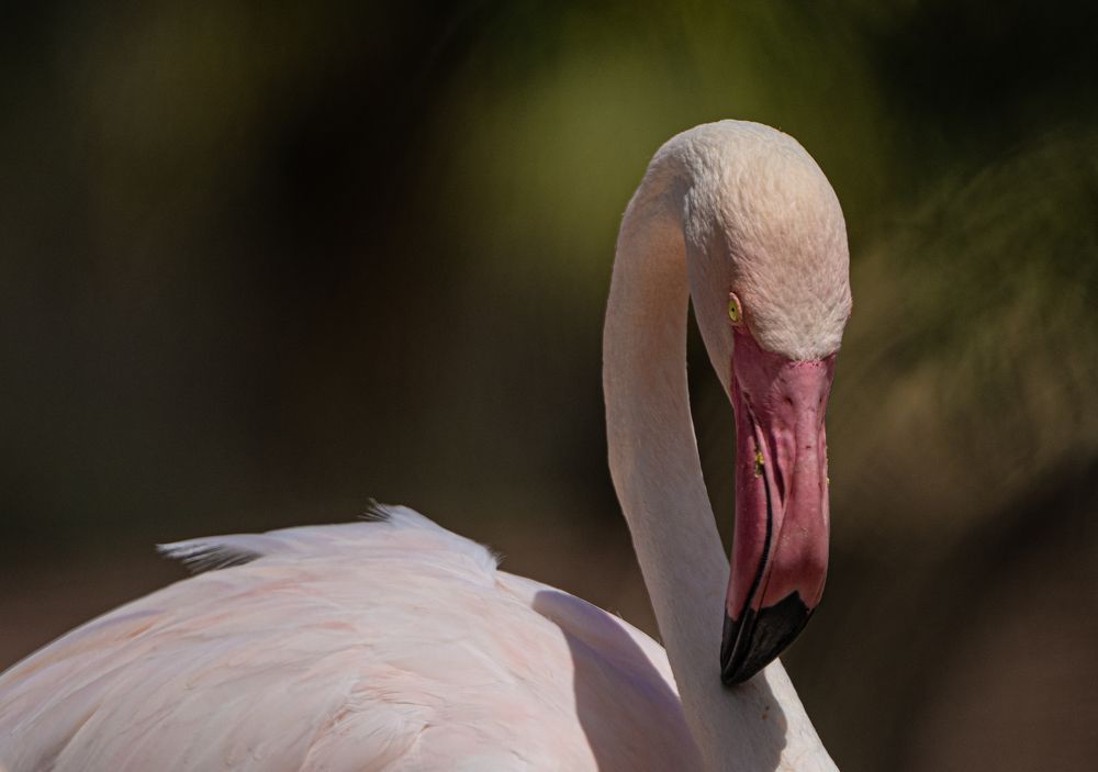 Фотография автора Mohammad Alhadhoud