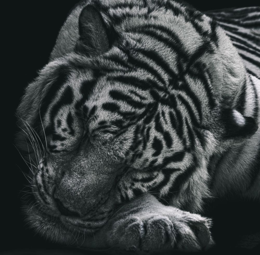 Фотография автора Mohammad Alhadhoud