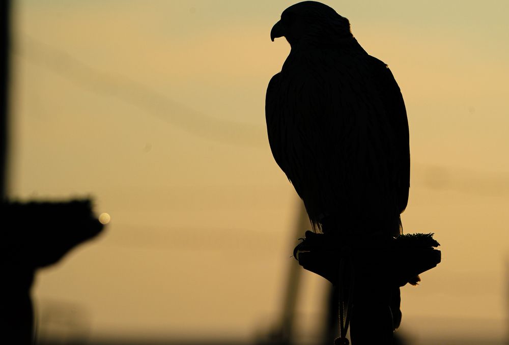 Фотография автора Mohammad Alhadhoud