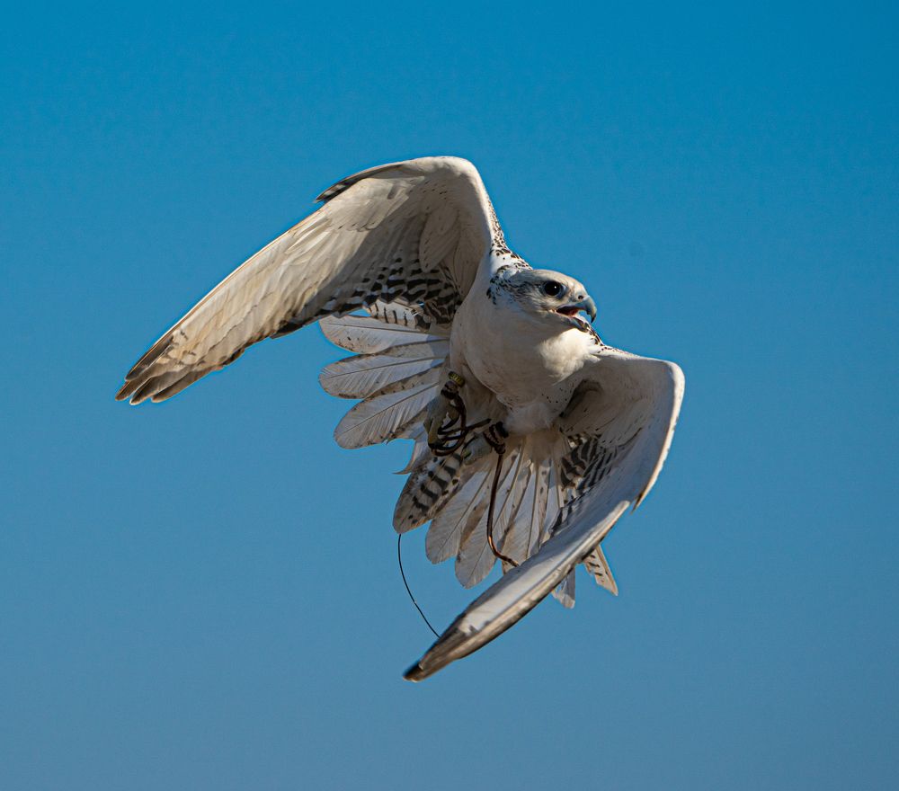 Фотография автора Mohammad Alhadhoud