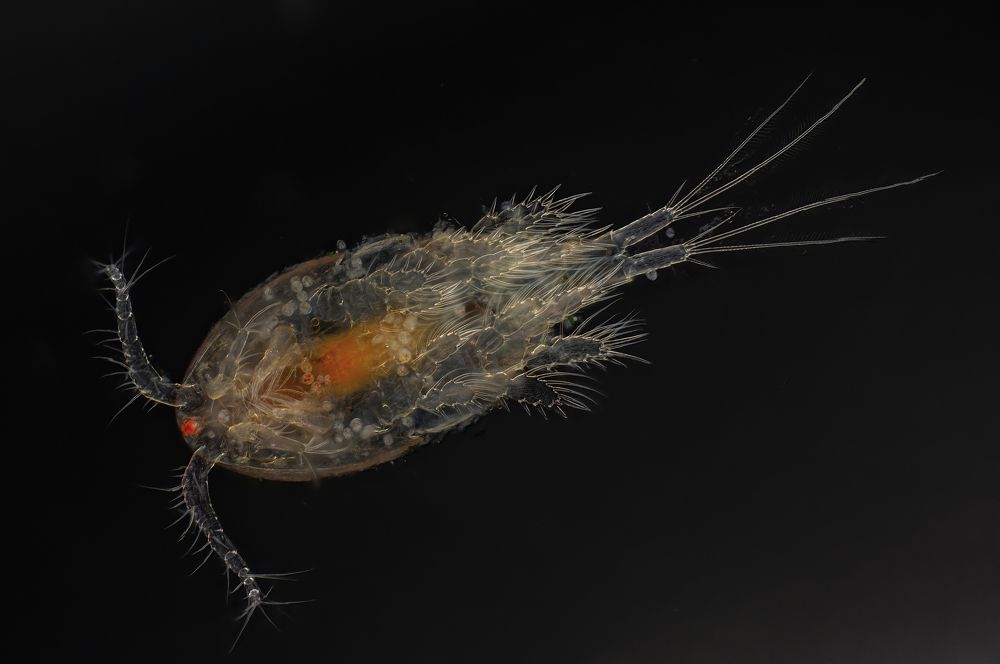 Copepod