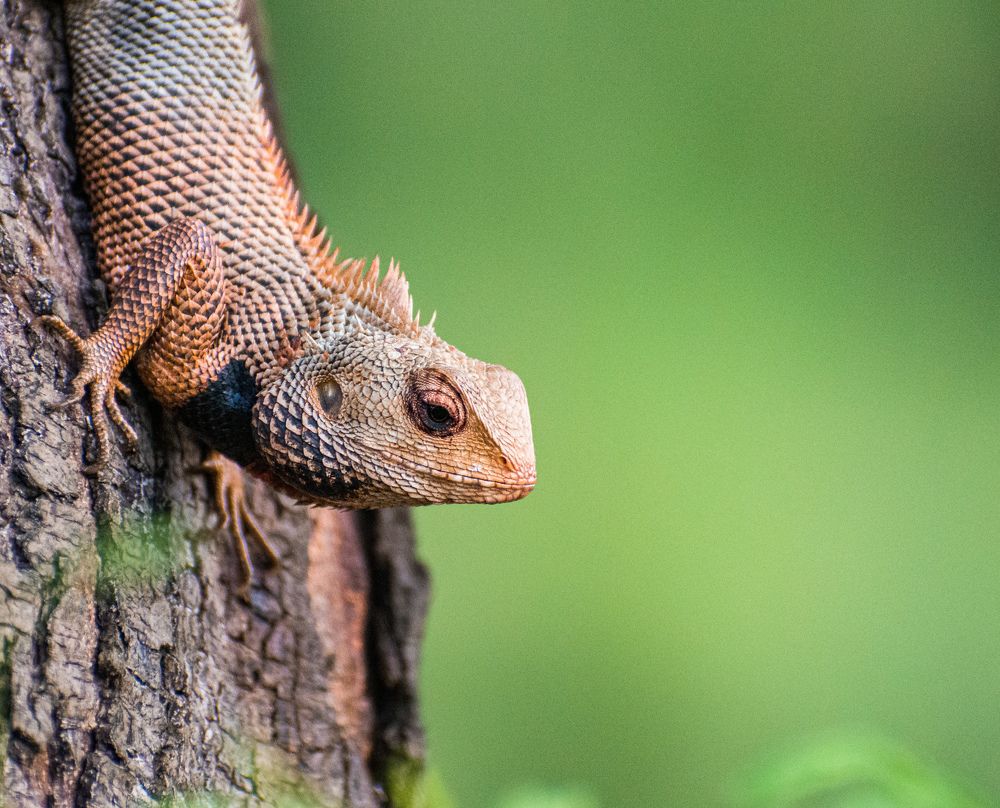 Photograph by Soumyadip Nag