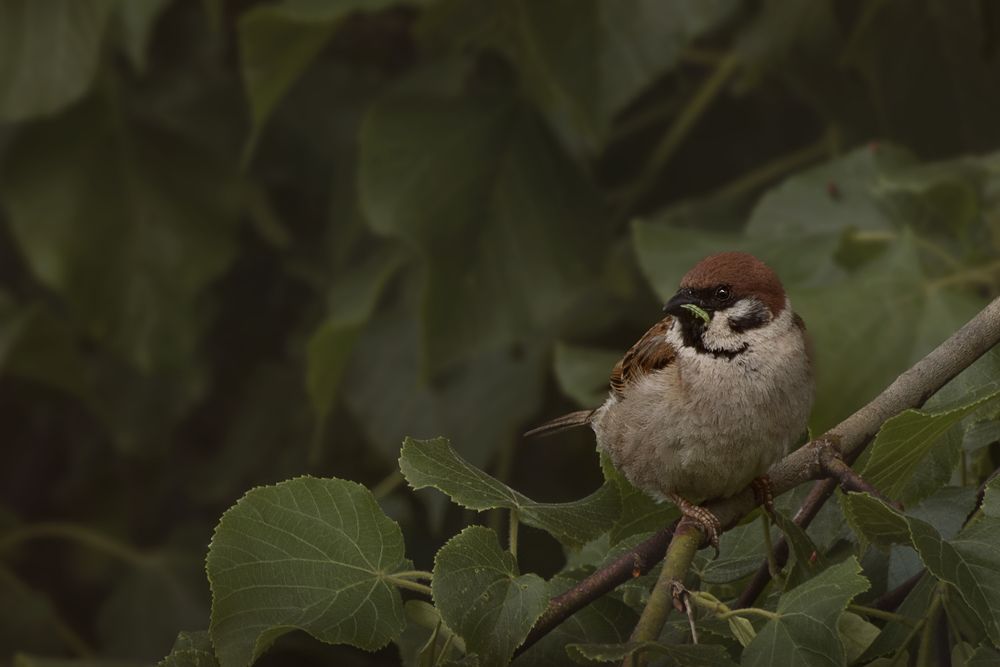 Photograph by Лариса Нечитайло