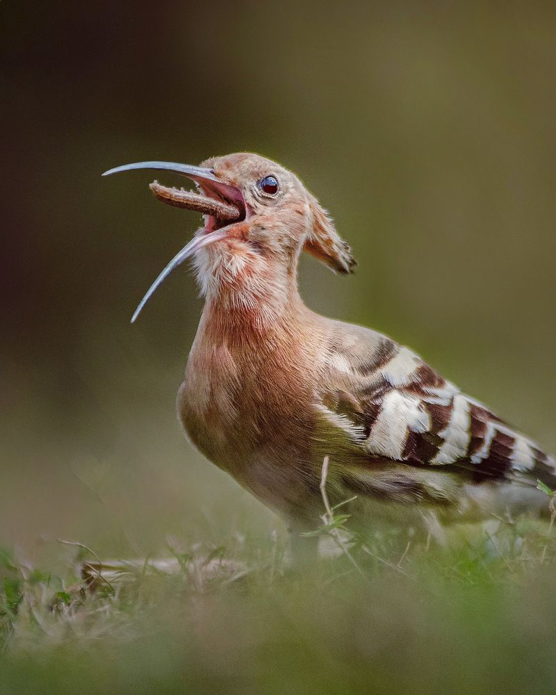 Photograph by Deepak Kathait
