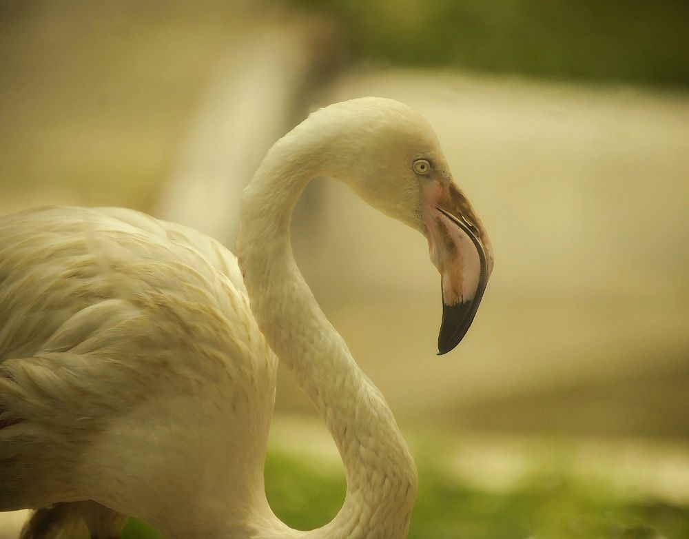 Photograph by Михаил Саидов