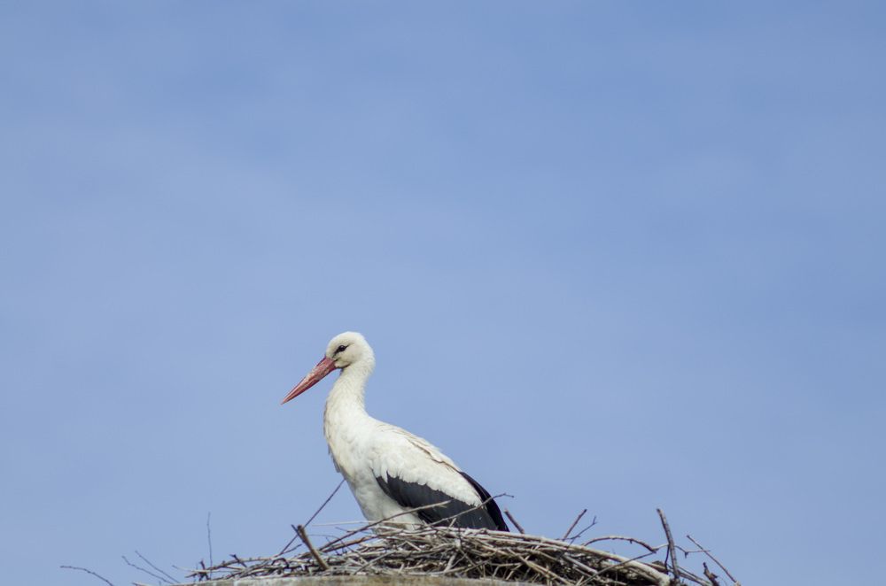 Photograph by Александр Леонов
