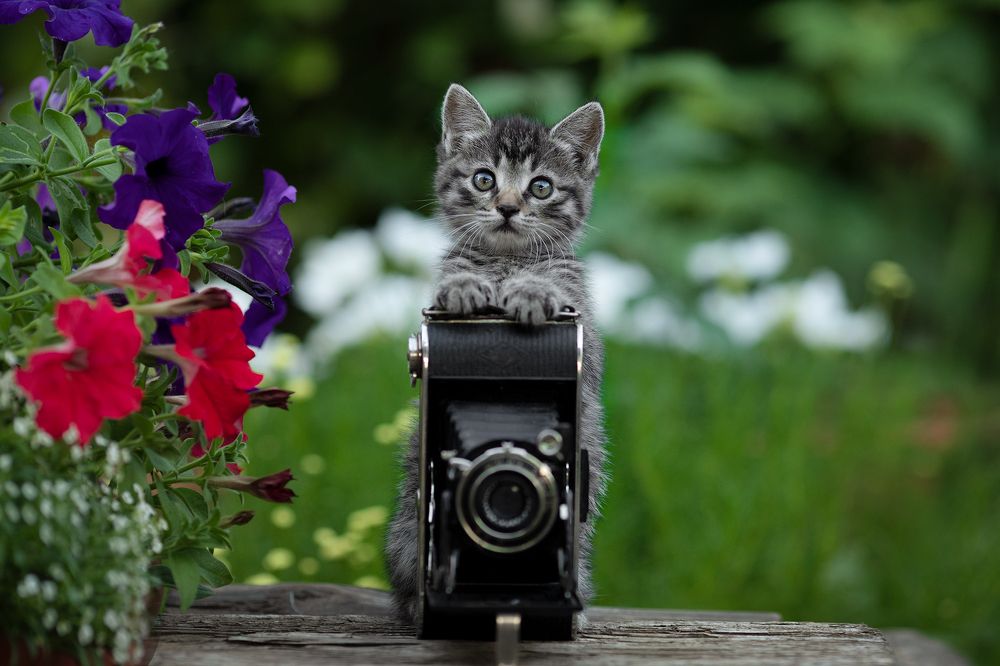 Фотография автора Коротун Юрий