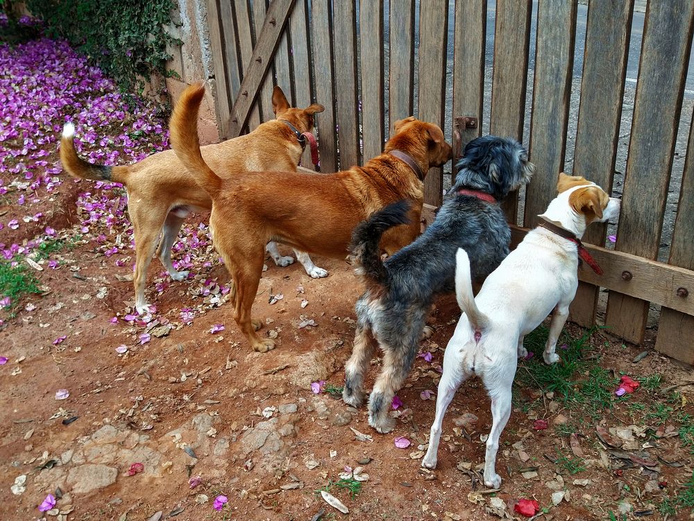 Photograph by Tatiana Barthem