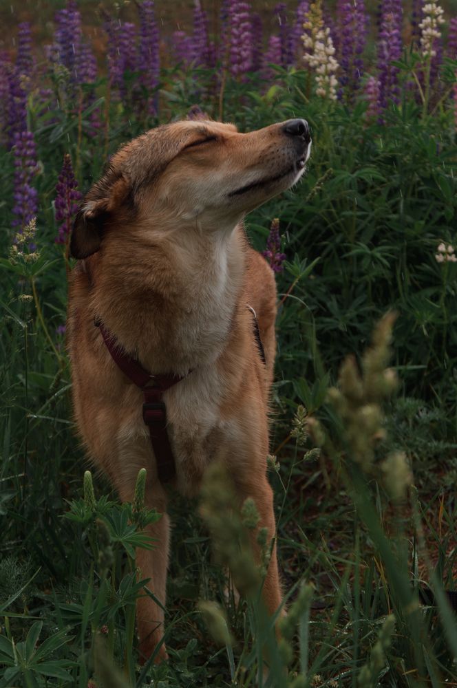 Photograph by Светлана Нестерова