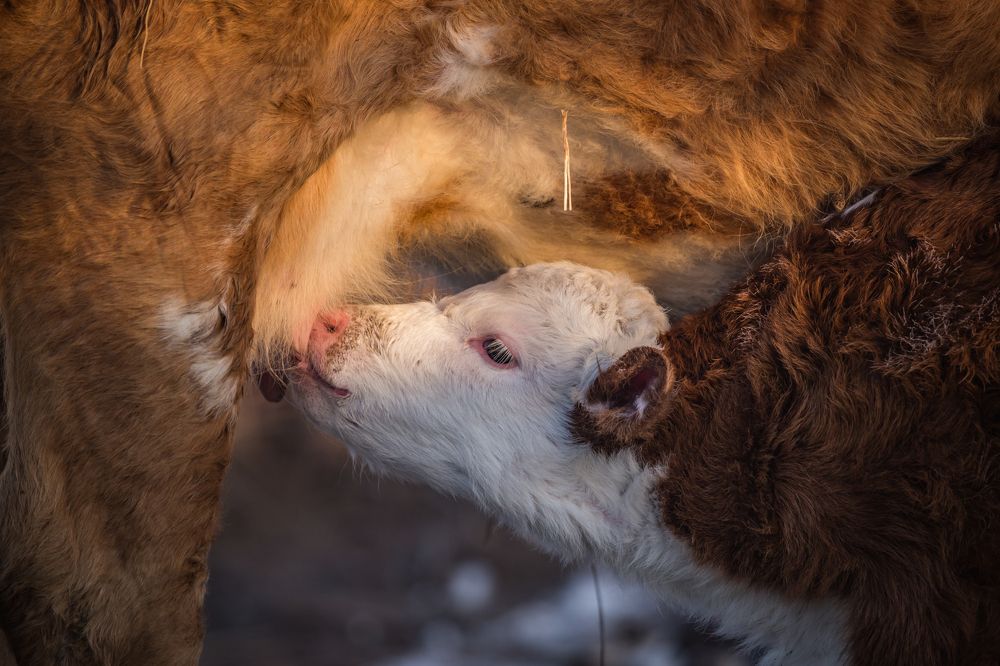 Photograph by Дмитрий Власов
