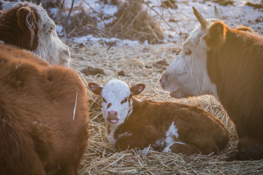 Photograph by Дмитрий Власов