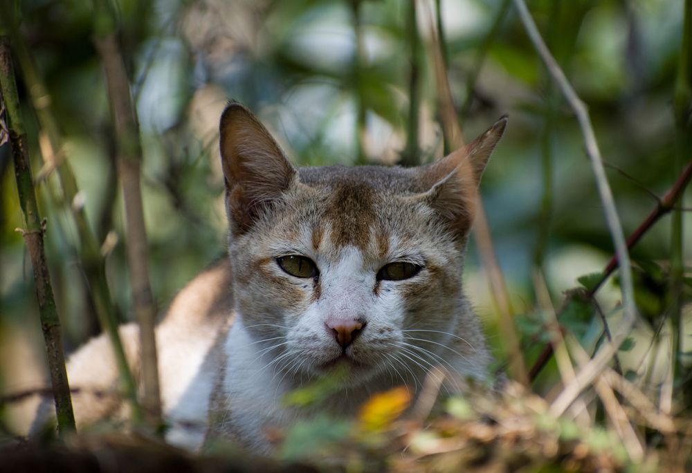 Photograph by Abhijit Roy
