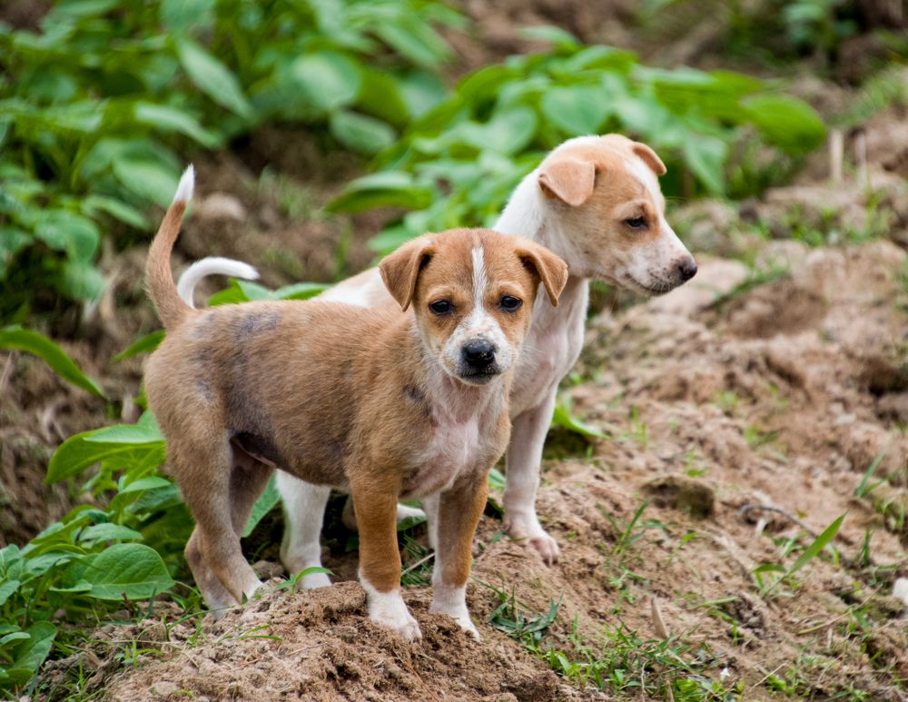 Photograph by Abhijit Roy