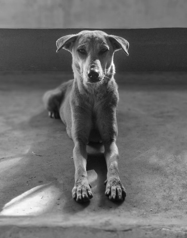 Photograph by Abhijit Roy