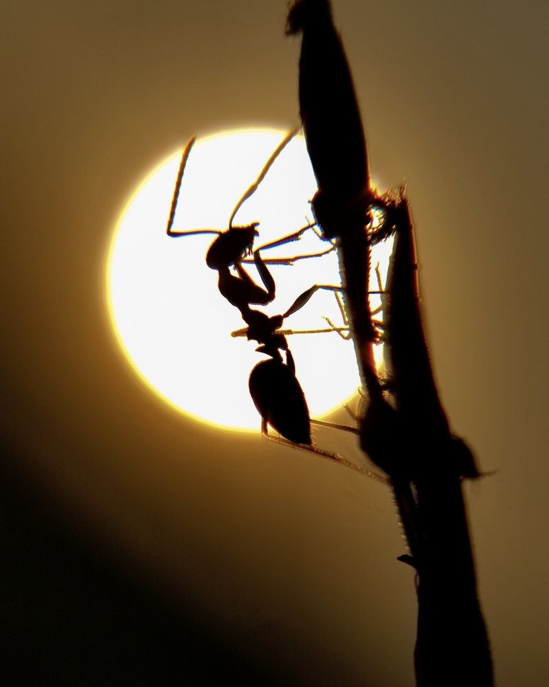 Photograph by ANIKET CREATIONS