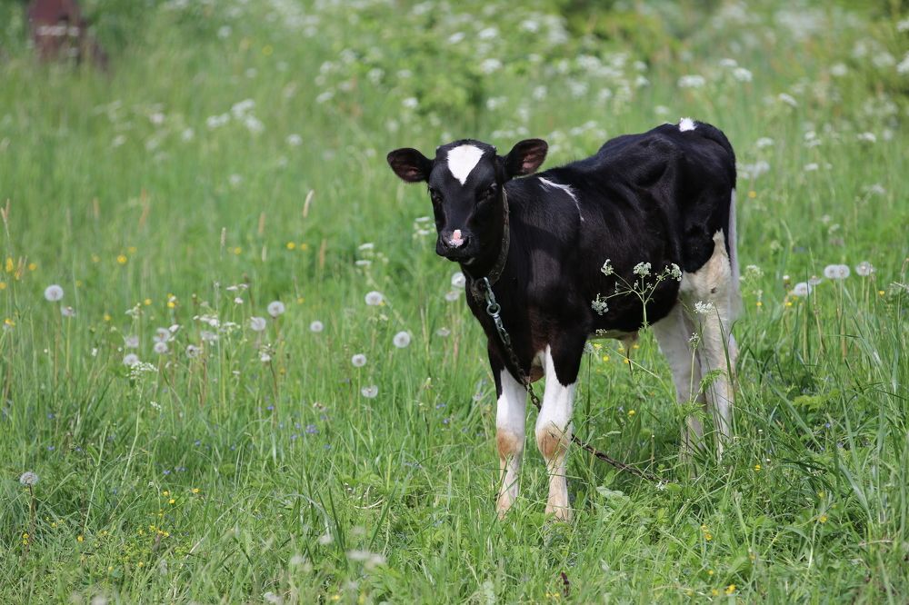 Фотография автора Татьяна Свистулина