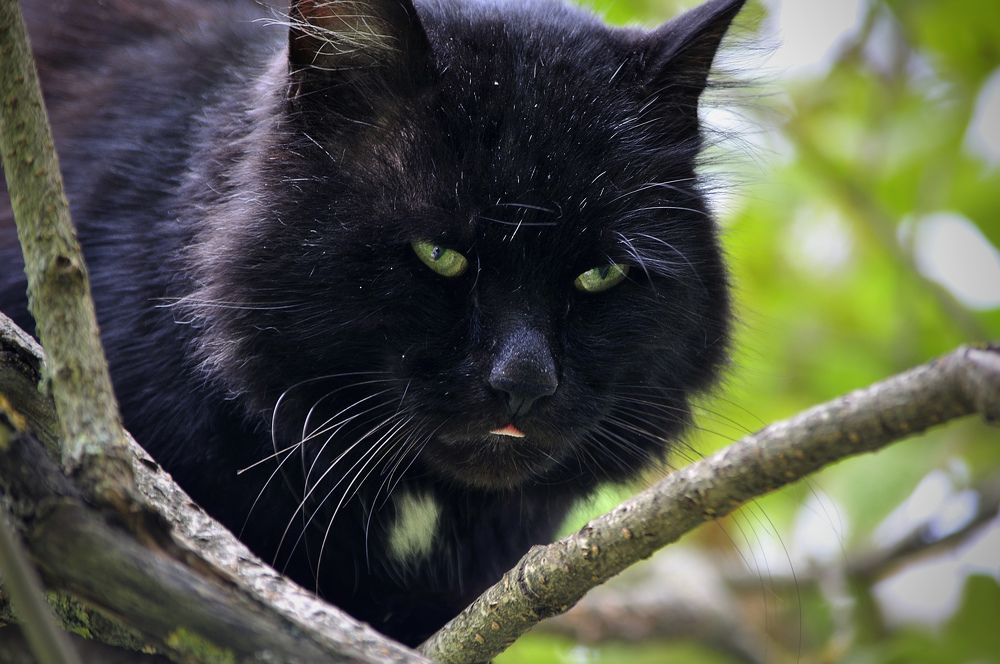 Черный монстр